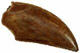 Serrated Raptor Tooth - Real Dinosaur Tooth #298145-1